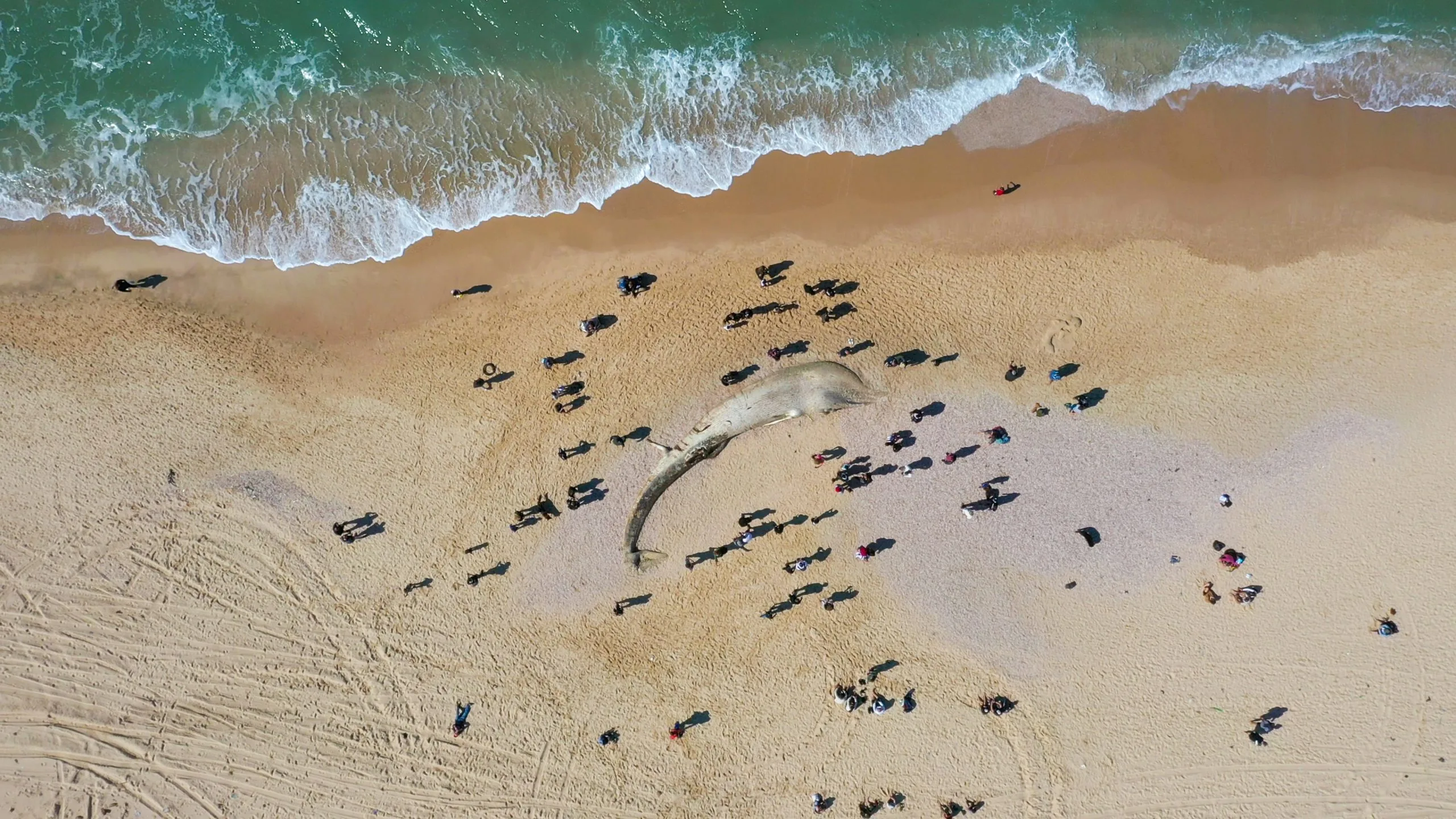 ZSIFI Short Films II – Where am I in the crowd?